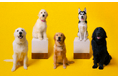 大型犬とふれあえるカフェ「PawsFan」、オープンから3ヶ月で来店者数1,500人突破!