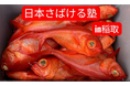 キンメ漁発祥の地で金目鯛を捌いて稲取名産『金目鯛の味噌漬け』を作ろう！『日本さばける塾 in 稲取』を開催！