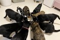 【大阪・阿倍野】保護ねこルームと古民家カフェが融合。来場が支援につながる「ホーリーハウス」を開業