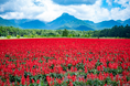 10haの色鮮やかな花畑「YATZ GARDEN (ヤッツガーデン)」が7/3に八ヶ岳で開園（入園無料）【東京よりマイナス8度の避暑地】