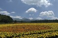 10haの花畑「YATZ GARDEN （ヤッツガーデン）」のマリーゴールドが7/20より見頃に【八ヶ岳農業大学校】