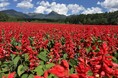 10haの花畑「YATZ GARDEN（ヤッツガーデン）」サルビアと色彩豊かな「カラーズ」が見頃に。全エリアが絶景へ【八ヶ岳農業大学校】