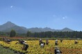 10haの花畑で、手ぶら・予約不要の「ふらっとフラワーボランティア（ふらボラ）」を開始。「見る」から「一緒につくる」花畑へ【八ヶ岳農業大学校「YATZ GARDEN」（ヤッツガーデン）】