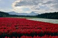 10haの花畑 赤と白のサルビアが「ほぼ満開」に！「カラーズ」も6分咲きとなり、お盆のピークへ【八ヶ岳農業大学校「YATZ GARDEN（ヤッツガーデン）」】
