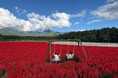 10haの花畑の中に“絶景ブランコ”新登場。八ヶ岳と赤サルビアを一望できる！全メインエリアが満開【八ヶ岳農業大学校「YATZ GARDEN（ヤッツガーデン）」】
