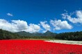 10haの花畑で1日の来場者数が1万人を突破！台風による旅行先変更の駆け込み需要にも対応、涼やかな高原へ【「YATZ GARDEN」（ヤッツガーデン）八ヶ岳農業大学校】