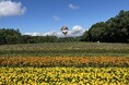 花畑気球体験！10haの花畑と八ヶ岳の絶景を空から満喫（8/23限定開催）【八ヶ岳農業大学校「YATZ GARDEN（ヤッツガーデン）」】
