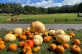 約1万個のハロウィンかぼちゃ収穫（8/31～）と商業施設・イベント装飾用の法人向け販売を開始【八ヶ岳農業大学校】