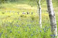 花暦の夏が終わり、湿原に大輪がひらく。花の名山・入笠山で「3万本のリンドウ祭り」初開催｜長野県・富士見パノラマリゾート