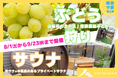 岐阜サ旅 第三弾！今年も「ぶどう狩り×プライベートサウナ」を開催　山県市・体験農園みとかと巡る、夏限定の“ととのう日帰り旅”を8月1日より提供開始