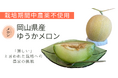 西日本初【栽培期間中農薬不使用】“ゆうかメロン”本格販売スタートへ。Readyforクラファンで成功!