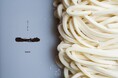 京都・五条に新たなうどん屋誕生!「おうどん一(OUDON hajime)」2025年6月2日 グランドオープン