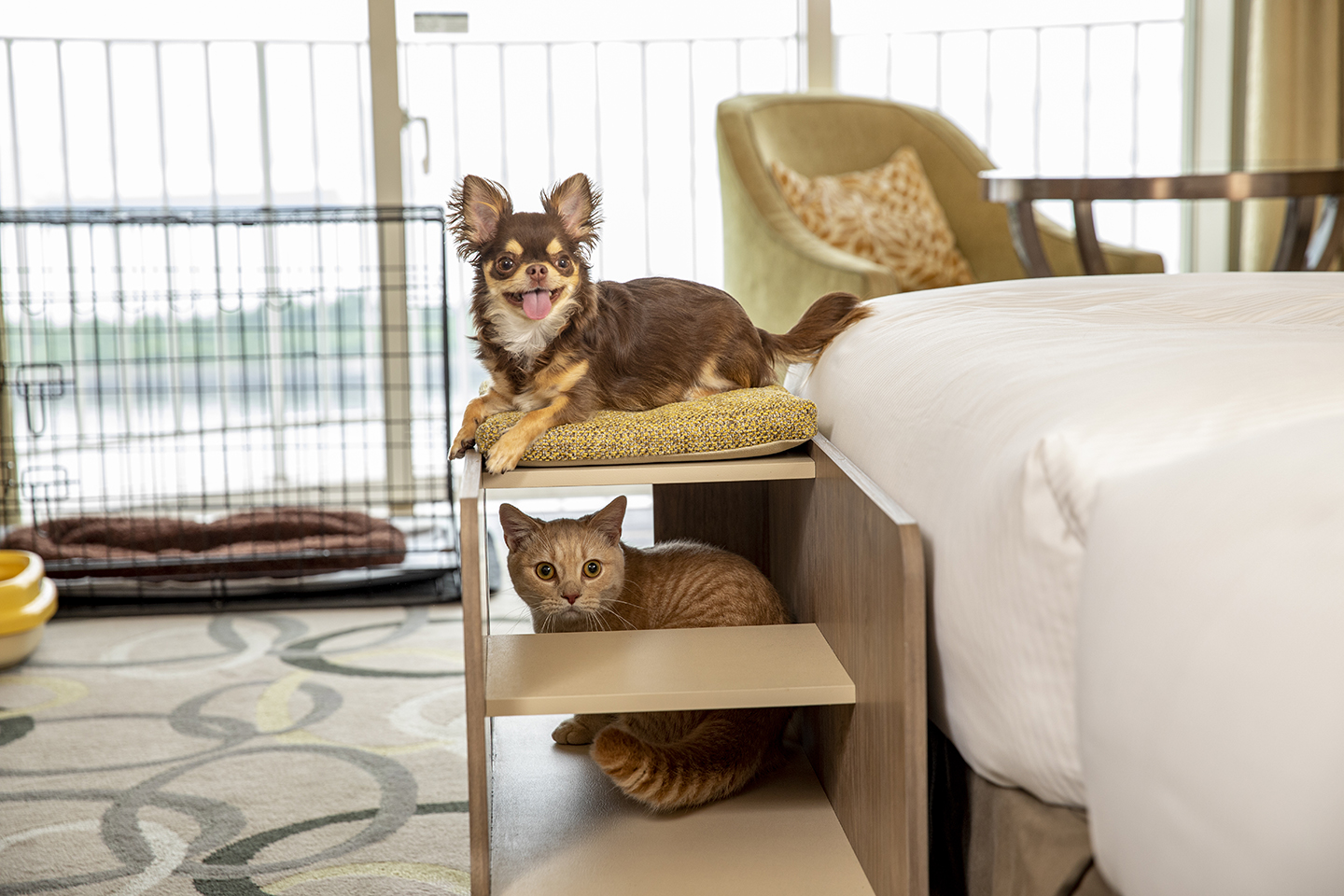 ヒルトン東京お台場 ワンちゃんもネコちゃんも一緒にステイ 人気のペットプランがバージョンアップして登場 Hmjのプレスリリース