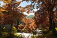 【箱根リトリート före & villa 1/f】箱根仙石原が幻想的な黄金色に染まる秋