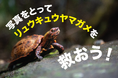 世界カメの日! 絶滅危惧種のカメを救うため、沖縄の皆さんに市民科学のご協力を