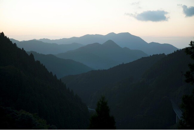 田島山業株式会社が保有する森林の一例