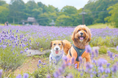 愛犬とのお出かけアプリ「ワンナビ」、地域共創型ドッグフレンドリーイベント事業を始動第一弾を観光施設「たんばらラベンダーパーク」（群馬）で開催。今後、全国の観光施設・自治体との共催パートナーを募集