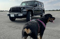 愛犬と一緒にJeepのショールームへ。