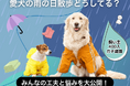 【飼い主400人に調査】梅雨の犬の散歩事情、“小雨だけ行く”派が最多に。困りごとの1位はやっぱりアレ!