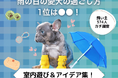 【飼い主374人に調査】雨の日、おうちで何してる?愛犬の人気1位は「ボール遊び」!退屈しない室内アイデアが続々。