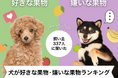 【飼い主337人に調査】犬が好きな果物・苦手な果物ランキング!圧倒的人気No.1はあのフルーツ…!