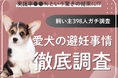 【飼い主398人に調査】犬の避妊、実施率は驚きの●●%!飼い主たちの“決断の理由”を深掘り