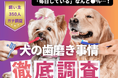 【飼い主350人に調査】愛犬の歯磨き、意外にも毎日派は●%!飼い主たちのリアルな工夫を紹介