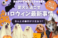 【飼い主400人に調査】●割が愛犬とのハロウィンに向けて準備中！リアルな過ごし方ランキングTOP5