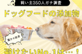 【飼い主350人調査】ドッグフードの「添加物」を気にする人は驚きの●割超え！愛犬の健康を守る「新常識」が定着
