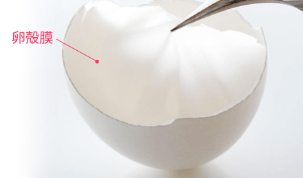 卵殻膜：卵の殻の内側にある薄い膜
