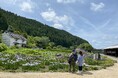 加茂荘花鳥園(静岡県掛川市):花菖蒲・アジサイシーズン2025 開園中!