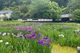 加茂荘花鳥園の花菖蒲とアジサイ:開花情報2025 ①