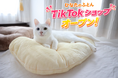 「日本のひなたで作る、日本製のおふとん」を出来たてでお届けしている「ひなたのふとん」の菱友、動画から直接買える「TikTok Shop」を5月7日より開設！