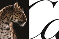 カルティエ、世界各地の主要都市でメゾンの象徴である「パンテール」を用いた新たなキャンペーンを発表