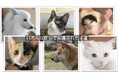 人も動物も幸せに♪静岡県中部で、犬猫の保護活動に取り組む「しだはいワンニャンの会」のサポーター募集♪