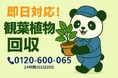 【町田市限定】ホコリまみれの観葉植物3点以上で1,500円OFF!9月限定ベランダすっきりキャンペーン|不用品回収のまるっと本舗