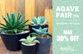 ～世界の植物と昆虫のお店～APERO HYLE(アペロヒューレ) アガベフェアが今年も開催★心に刺さるアガベが見つかるかも！？