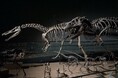 夜の恐竜博物館を貸し切り！「恐竜博物館プレミアムナイトミュージアムツアー」