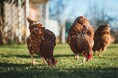 WAKU、宮崎大学と「グルタチオン飼料」の共同研究を開始