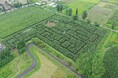 【福島県岩瀬郡鏡石町】岩瀬牧場「東北最大級！とうもろこし巨大迷路 」開催決定！