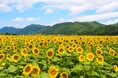 関西最大級74万本のひまわりが咲き誇る夏の絶景へ!「佐用町南光ひまわり祭り2025」が7月19日(土)から開催【兵庫県佐用町】