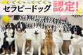全国でも珍しい“大型犬セラピードッグカフェ” !? | 大型犬カフェ ほっとひと犬