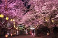 「行く春の花を訪ねる日光路」初春から初夏の心踊る花めぐり