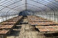 一日最大5トン!国内地元産“梅干し”の漬け込みが最盛期 2年連続の歴史的な「梅の不作」でも食の安定供給に向けた取り組み カワツルの「みなべ工場」で7月4日(金)に作業工程を公開します