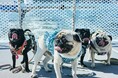 10月毎週金曜「ペットクルーズ」開催！愛犬と三方五湖の湖上散歩へ。