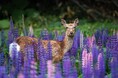 THE GALLERY企画展 半田 菜摘 写真展 「カムイ」 を開催