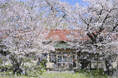 THE GALLERY企画展　深澤 武　写真展「桜」を開催