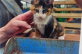 東京都は猫たちを見殺しにしないで──都が管轄する廃棄物埋立処分場の猫たちの保護を許可してください