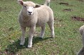 羊の生育を支える発酵飼料。寿産業が取り組む“匂い対策”と繁殖・肥育の改善