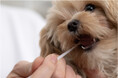 獣医師やペットサロンも注目 愛犬の歯周病リスクを測る郵送検査キット「Mouthoon」